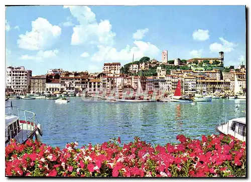 Cartes postales moderne Cannes cote d'Azur le Vieux port et le Suquet