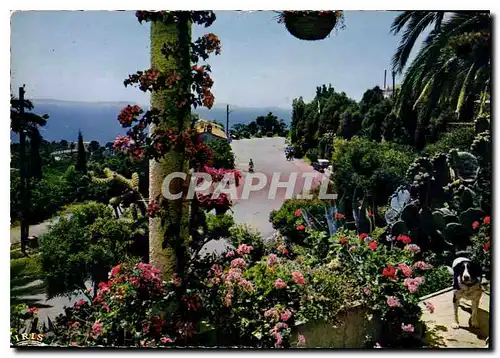 Cartes postales moderne Reflets de la Cote d'Azur Vegetation Luxuriante Bordant la route du Littoral mediterraneen