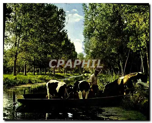 Cartes postales moderne Marais Poitevin Venise Verte Cathedrale de Verdure le bateau seul moyen de transport possible de