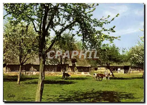 Moderne Karte En Normandie Pommiers en fleurs