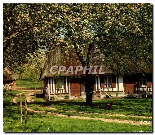 Cartes postales moderne La Normandie Pittoresque Chaumiere Normande au Printemps