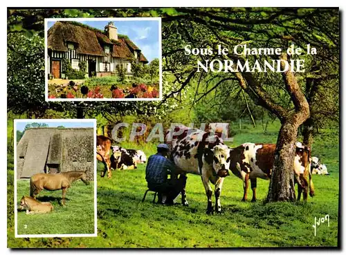 Cartes postales moderne La Luxuriante Normandie Chaumieres Normandes Chevaux dans les Haras