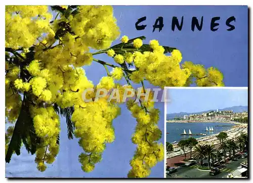 Cartes postales moderne Cannes Cote d'Azur