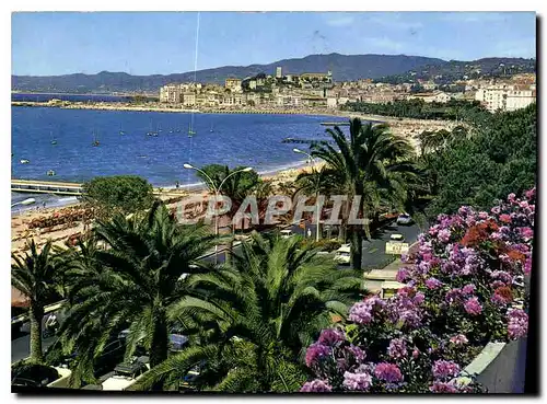 Cartes postales moderne Cannes Cote d'Azur French Riviera la croisette et les plages le Suquet