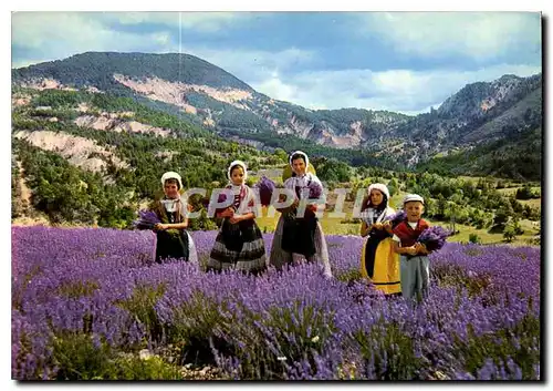 Cartes postales moderne Les Sites Merveilleux de la Cote d'Azur la Cueillette de la Lavande