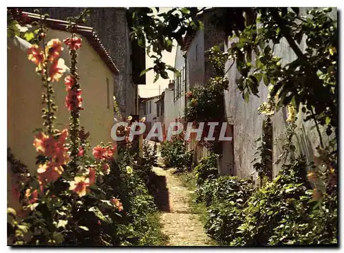 Cartes postales moderne Ile de Re Ch Mme Ars Venelle en fleurs