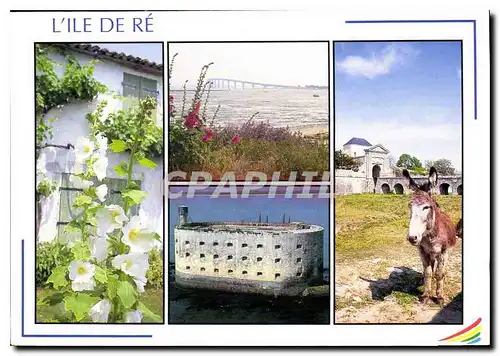 Cartes postales moderne Images de France Charente Maritime l'Ile de Re la Blanche couleur et chrme de l'ile