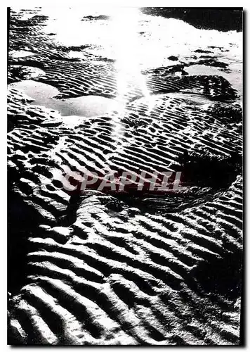 Cartes postales moderne Ile de Re