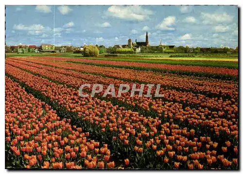 Cartes postales moderne La Hollande en Parure des Fleurs