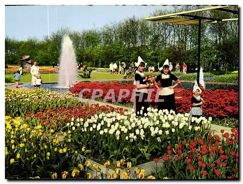Cartes postales moderne La Hollande en Parure des Fleurs