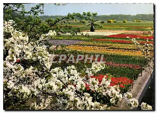 Cartes postales moderne La Hollande en Parure des Fleurs