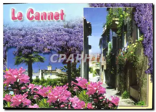 Cartes postales moderne Le Cannet Alpes Maritimes