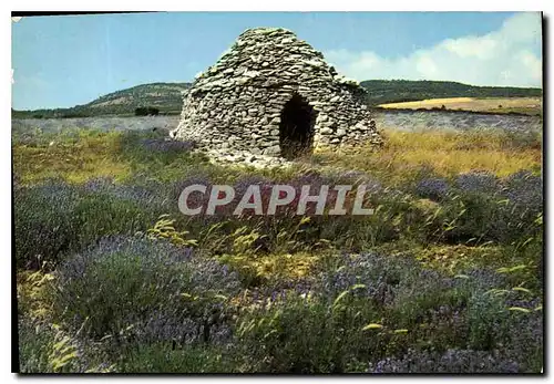 Cartes postales moderne Les Belles Images de Provence Boris dans les lavandes