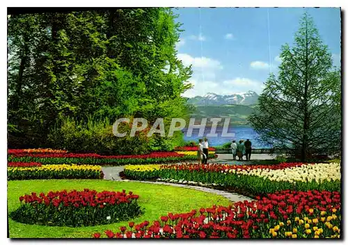 Cartes postales moderne Insee Mainau Im Bodensee