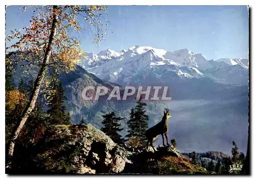 Cartes postales moderne Les Pyrenees Isard