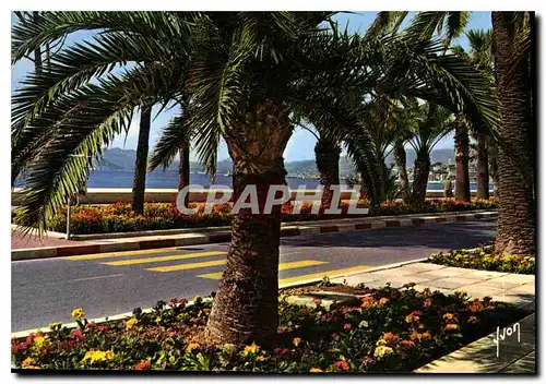 Cartes postales moderne Cannes Alpes Maritimes Les Parterres fleuris de la Croisette