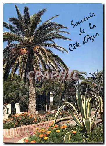 Cartes postales moderne Souvenir de la Cote d'Azur