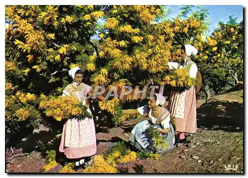 Cartes postales moderne Academie Provencale de Cannes Section de Basse Provence Cueillette du Mimosa