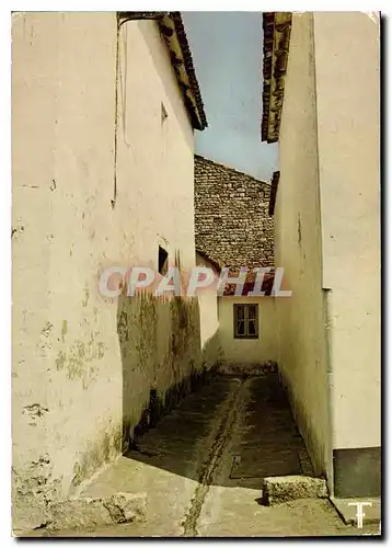 Cartes postales moderne Ile De Re Ars en Re Vanelle Blanche