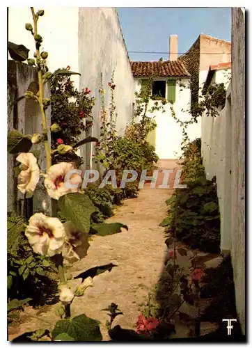 Cartes postales moderne Ile De Re Ars en Re