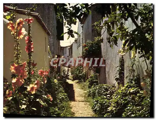Cartes postales moderne Ile De Re Ch Mme Ars Venelle en Fleurs