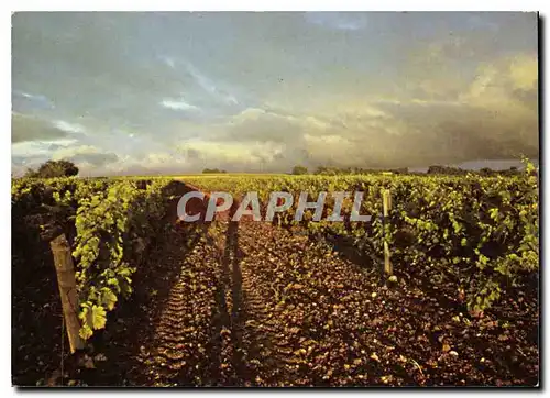Cartes postales moderne Hennessy Cognac Un Vignoble Charentais en Grande Champagne