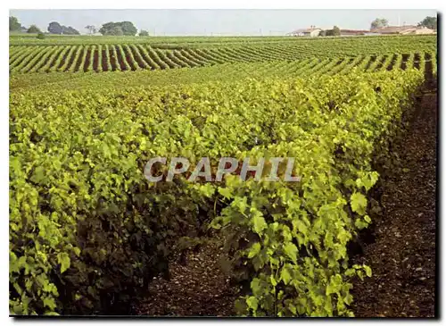 Moderne Karte Hennessy Cognac Un Vignoble Charentais en Grande Champagne