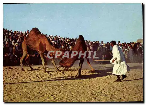 Cartes postales moderne Sud Tunisien Combat de Chameaux