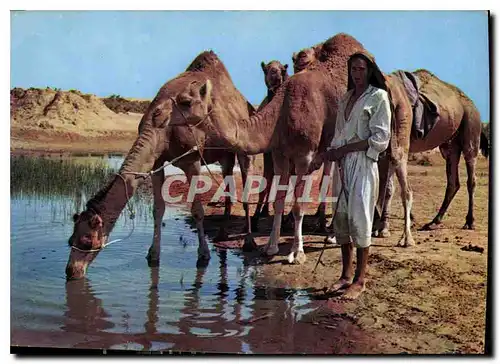 Cartes postales moderne Ile de Djerba sur la route du Diorf Chameau