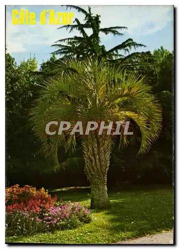 Cartes postales moderne Au Soleil de la Cote d'Azur Jardins et Palmiers Provencaux