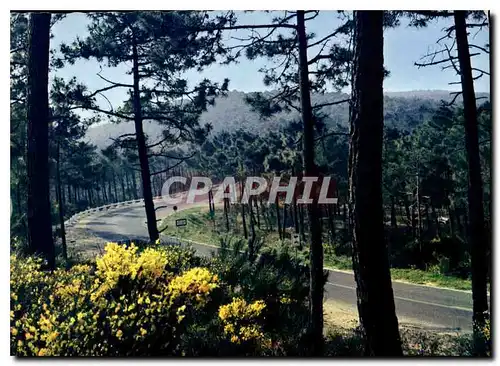 Cartes postales moderne Ronce les Bains La Foret de Pins dans les dunes Genets en fleurs