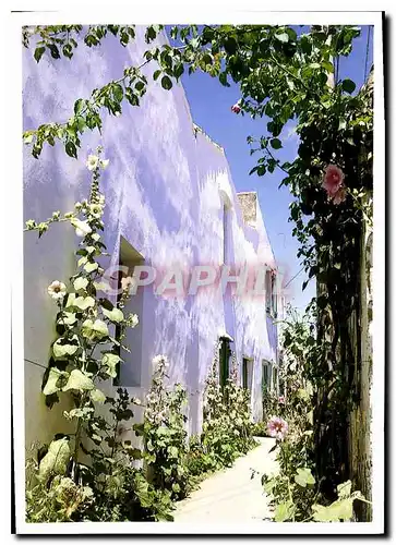 Cartes postales moderne Ile De Re Loix en Re Les Roses Tremieres dans la lumiere de l'Ile