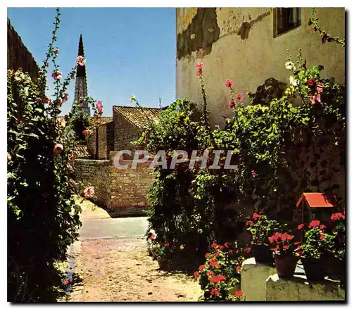 Cartes postales moderne Ile de Re Charente Maritime Une jolie vanelie en fleurs