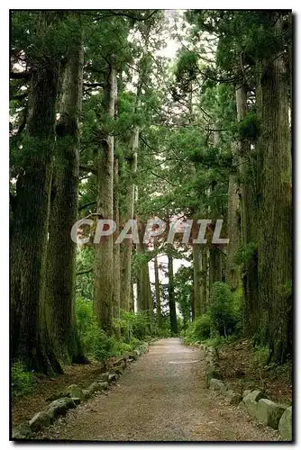 Moderne Karte Avenue of cedar Trees National Park Hakone