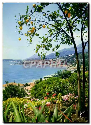 Cartes postales moderne La Cote d'Azur miracle de la nature Menton Alpes Maritimes les citronniers et la Splendide Baie