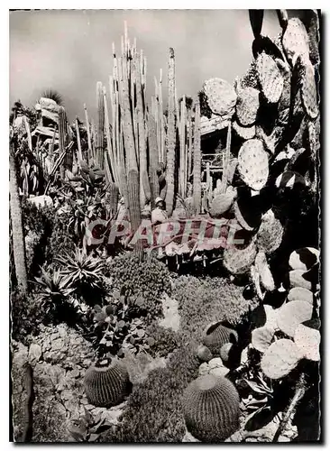 Cartes postales moderne Le Jardin Exotique de Monaco le torrent des Klenia Cereus colonaires Echinocactus grusoni Opunti