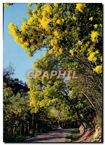 Cartes postales moderne La Cote d'Azur Promenade sous les Mimosas