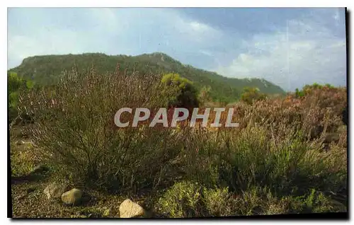 Cartes postales moderne L'Esterel le Massif