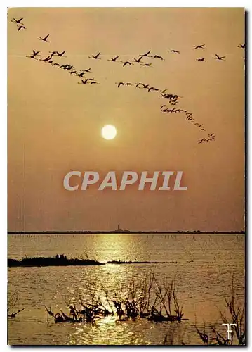 Cartes postales moderne Camargue les Flamants roses font une gloire au soleil Couchant