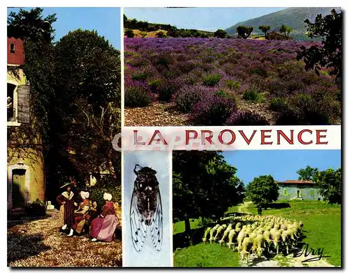 Cartes postales moderne Pigeonnier Provencal Champ de Lavande Troupeau de Moutons