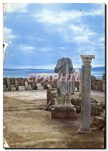 Cartes postales moderne Carthage Tunisie la terrasse du Musee Archeologique