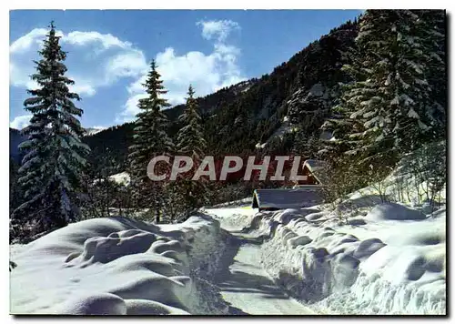 Cartes postales moderne Image de nos Montagnes en hiver Chemin de neige a travers les sapins