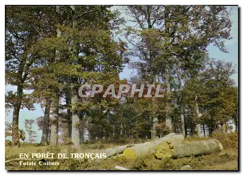 Cartes postales moderne En Foret de Troncais Allier Futaie Colbert