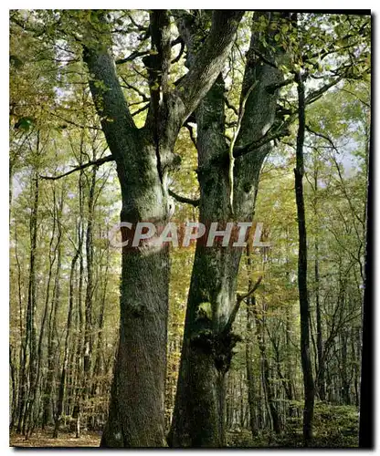 Moderne Karte En Foret de Troncais Allier Chenes les Jumeaux