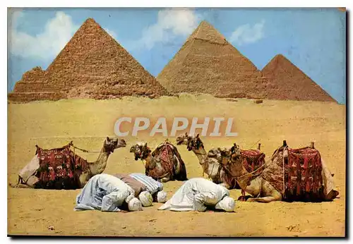 Cartes postales moderne Giza La Priere pres des Pyramides