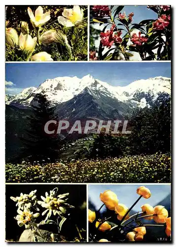 Cartes postales moderne Les Alpes Fleuries