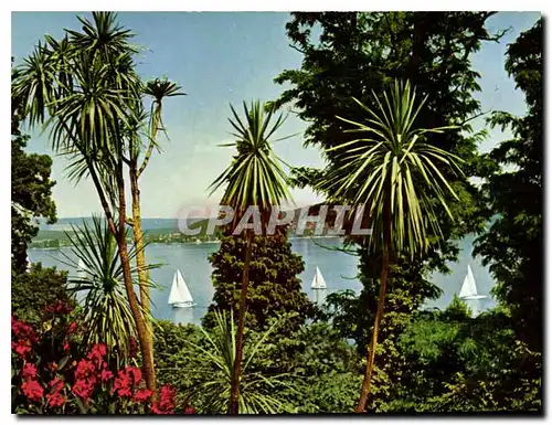 Cartes postales moderne Ile de Mainau au Lac de Constance Groupe de Dracaeneas