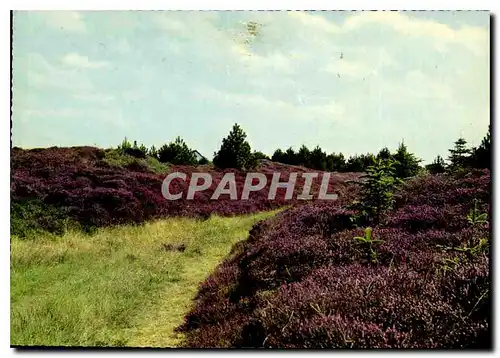 Cartes postales moderne Dansk Hedelandskab