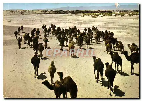 Cartes postales moderne Algerie Le Sud Fascinant