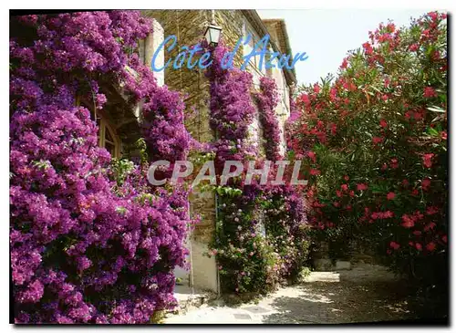 Cartes postales moderne Cote d'Azur Bougainvillees et lauriers roses dans une ruelle typique